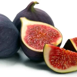 Black Mission Fig Tree Live Plant - Ficus Carica - 2-5 inches Tall - Fruit Tree - Image 1