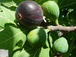 Black Mission Fig Tree Live Plant - Fruiting Ficus Carica - Outdoor Edible - Image 1