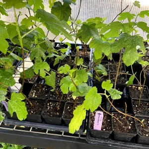 Black Mission Fig Tree Live Plant - Fruiting Ficus Carica - Outdoor Edible - Image 8
