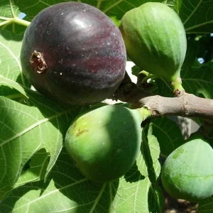 Black Mission Fig Tree Live Plant - Fruiting Ficus Carica - Outdoor Edible - Image 9