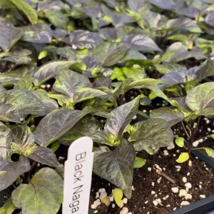 Black Naga Twister Super Hot Pepper Live Plants - Lot of 3, 75+ Days Old - Image 2