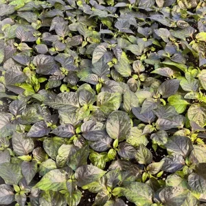 Black Naga Twister Super Hot Pepper Live Plants - Lot of 3, 75+ Days Old - Image 1