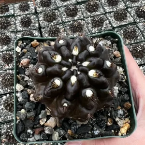 Black Neochilenia Huascensis Cactus Live Plant – Rare Succulent in 4 Inch Pot – Indoor/Outdoor - Image 1