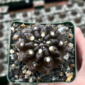 Black Neochilenia Huascensis Cactus Live Plant – Rare Succulent in 4 Inch Pot – Indoor/Outdoor - Image 2