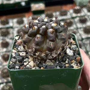 Black Neochilenia Huascensis Cactus Live Plant – Rare Succulent in 4 Inch Pot – Indoor/Outdoor - Image 3