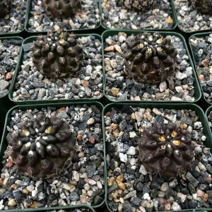 Black Neochilenia Huascensis Cactus Live Plant – Rare Succulent in 4 Inch Pot – Indoor/Outdoor - Image 4