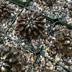Black Neochilenia Huascensis Cactus Live Plant – Rare Succulent in 4 Inch Pot – Indoor/Outdoor - Image 5