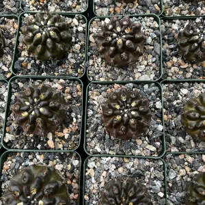 Black Neochilenia Huascensis Cactus Live Plant – Rare Succulent in 4 Inch Pot – Indoor/Outdoor - Image 6