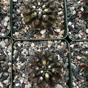 Black Neochilenia Huascensis Cactus Live Plant – Rare Succulent in 4 Inch Pot – Indoor/Outdoor - Image 7