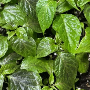 Black Panther Super Hot Pepper Live Plant - Lot of 3, 75+ Days Old - Image 2