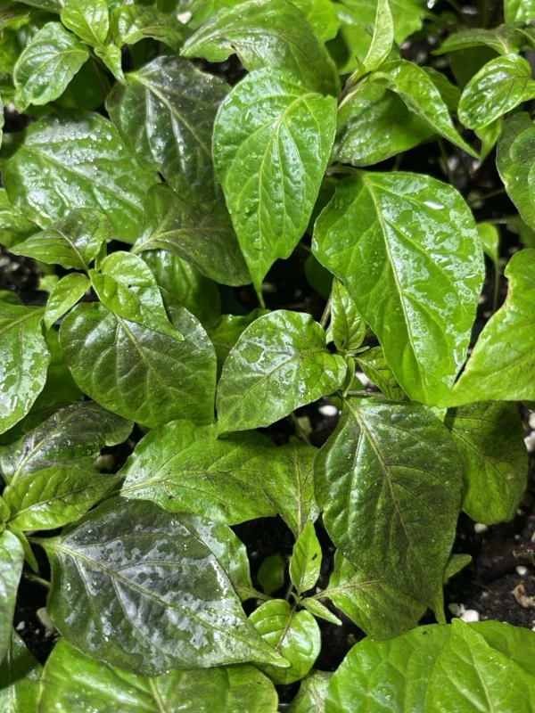 Black Panther Super Hot Pepper Live Plant - Lot of 3, 75+ Days Old - Image 2