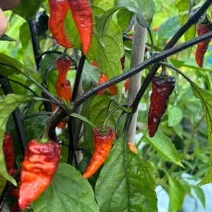 Black Panther Super Hot Pepper Live Plant - Lot of 3, 75+ Days Old - Image 3