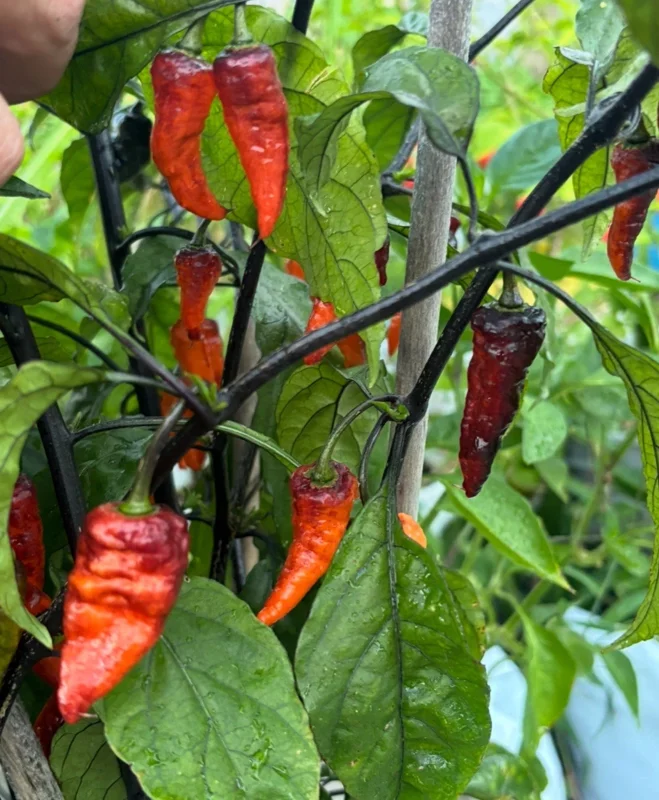 Black Panther Super Hot Pepper Live Plant - Lot of 3, 75+ Days Old - Image 3