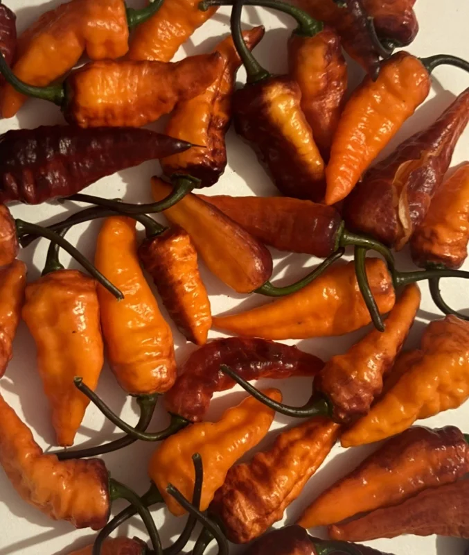 Black Panther Super Hot Pepper Live Plant - Lot of 3, 75+ Days Old - Image 4