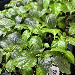 Black Panther Super Hot Pepper Live Plant - Lot of 3, 75+ Days Old - Image 1