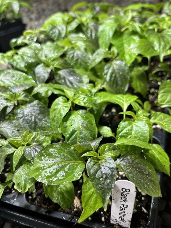 Black Panther Super Hot Pepper Live Plant - Lot of 3, 75+ Days Old - Image 1