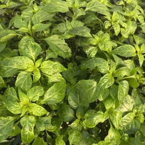 Black Pearl Hot Pepper Live Plants - Ornamental Edible - Lot of 3 - 75+ Days Old - Image 2
