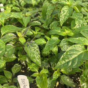 Black Pearl Hot Pepper Live Plants - Ornamental Edible - Lot of 3 - 75+ Days Old - Image 1