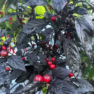 Black Pearl Hot Pepper Live Plants - Ornamental Edible - Lot of 3 - 75+ Days Old - Image 3