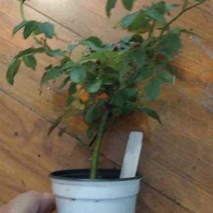Black Pearl Rose Live Plant 4inch Starter - Rare Non-Grafted Rose Bush - Image 3