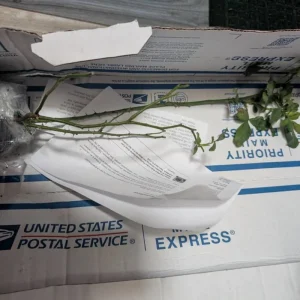 Black Pearl Rose Live Plant 4inch Starter - Rare Non-Grafted Rose Bush - Image 5