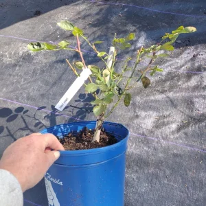 Black Pearl Rose Live Plant - Rare Grafted Rose in 6 inch Nursery Pot - Image 2