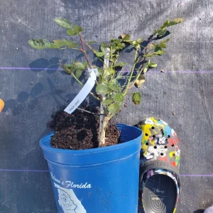 Black Pearl Rose Live Plant - Rare Grafted Rose in 6 inch Nursery Pot - Image 3
