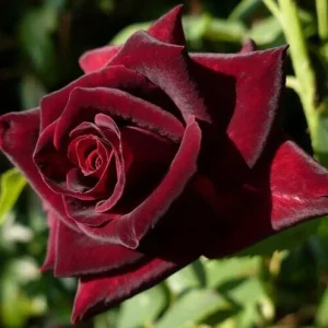 Black Pearl Rose Live Plant - Rare Grafted Rose in 6 inch Nursery Pot - Image 1