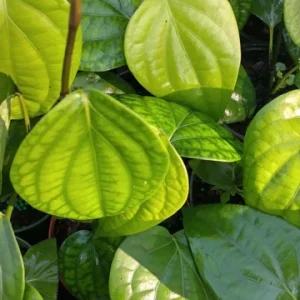 Black Pepper Vine Live Plant - Piper Nigrum - 4 inch Tall Starter Herb - Image 2