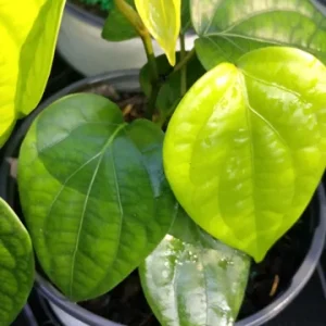 Black Pepper Vine Live Plant - Piper Nigrum - 4 inch Tall Starter Herb - Image 3