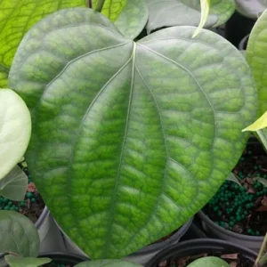 Black Pepper Vine Live Plant - Piper Nigrum - 4 inch Tall Starter Herb - Image 4