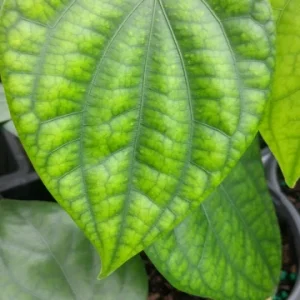 Black Pepper Vine Live Plant - Piper Nigrum - 4 inch Tall Starter Herb - Image 1