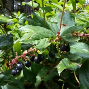 Black Salal Berry Bush Live Plant – 4 inch Pot – Outdoor Edible Berries - Image 1