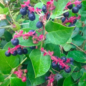 Black Salal Berry Bush Live Plant – 4 inch Pot – Outdoor Edible Berries - Image 2