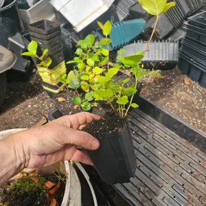Black Salal Berry Bush Live Plant – 4 inch Pot – Outdoor Edible Berries - Image 3