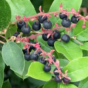 Black Salal Berry Live Plant – 3 inch Pot – Outdoor Edible Shrub - Image 1