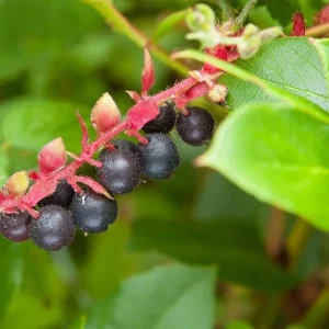 Black Salal Berry Live Plant – Set of 3 – 3 inch Pot – Outdoor Shrub - Image 2