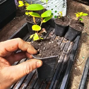 Black Salal Berry Live Plant – Set of 3 – 3 inch Pot – Outdoor Shrub - Image 3