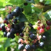 Black Salal Berry Live Plant – Set of 3 – 3 inch Pot – Outdoor Shrub - Image 1