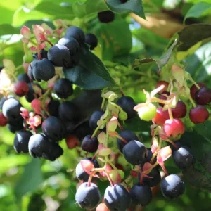 Black Salal Berry Live Plant – Set of 3 – 3 inch Pot – Outdoor Shrub - Image 1