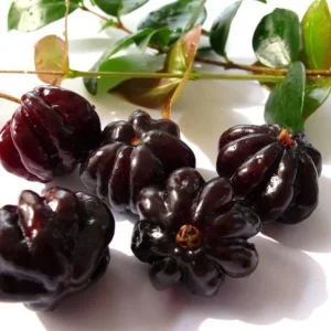Black Surinam Cherry Live Plant – 22-26 inch (2 ft) Tall, 1 Gallon Pot, Outdoor - Image 2