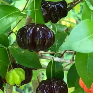 Black Surinam Cherry Live Plant – 22-26 inch (2 ft) Tall, 1 Gallon Pot, Outdoor - Image 1