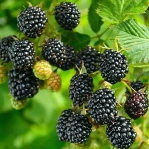 Blackberry Live Plant – 12-16in Tall – 1 Gallon Pot – Fruit Bearing Bush - Image 1