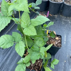 Blackberry Live Plant – 12-16in Tall – 1 Gallon Pot – Fruit Bearing Bush - Image 2