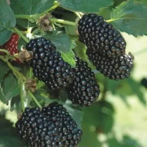 Blackberry Live Plant – 4in Pot – Edible Fruit Bush for Outdoor Gardens - Image 2