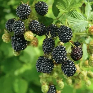 Blackberry Live Plant – 4in Pot – Edible Fruit Bush for Outdoor Gardens - Image 1