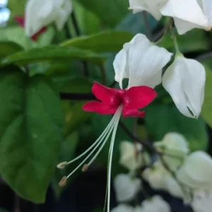 Bleeding Heart Vine Live Plant - 4inch Clerodendrum Thompsoniae - Red White Flowers - Image 3