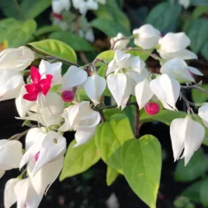 Bleeding Heart Vine Live Plant - 4inch Clerodendrum Thompsoniae - Red White Flowers - Image 1
