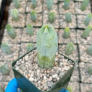 Blue Candle Cactus Live Plant - Myrtillocactus geometrizans in 4 inch pot - Image 2