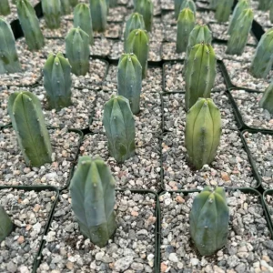 Blue Candle Cactus Live Plant - Myrtillocactus geometrizans in 4 inch pot - Image 3